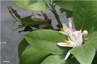 6f4b6d0f-IMG_7091 limun.jpg